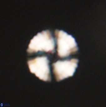 Heliolithus nefroeidis 62074