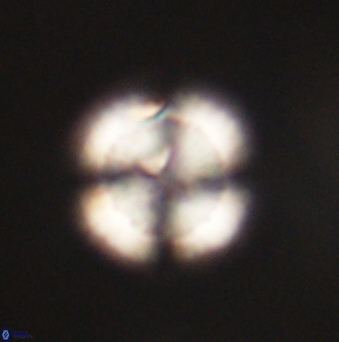 Heliolithus nefroeidis 62075