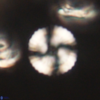 Heliolithus nefroeidis 62070