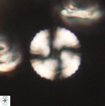 Heliolithus nefroeidis 62070