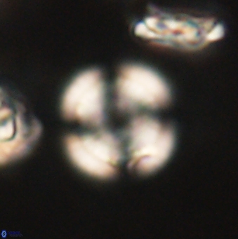 Heliolithus nefroeidis 62071