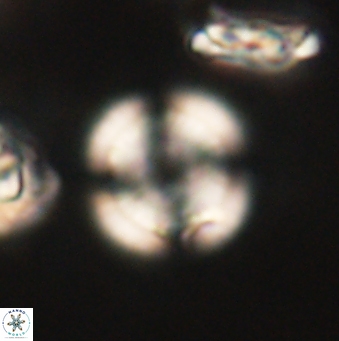 Heliolithus nefroeidis 62071