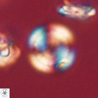 Heliolithus nefroeidis 62072