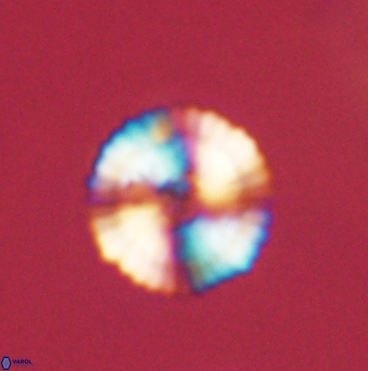 Heliolithus nefroeidis 62073