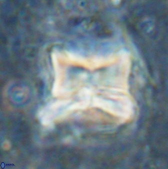 Heliolithus riedelii 50048