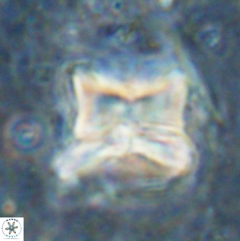 Heliolithus riedelii 50048