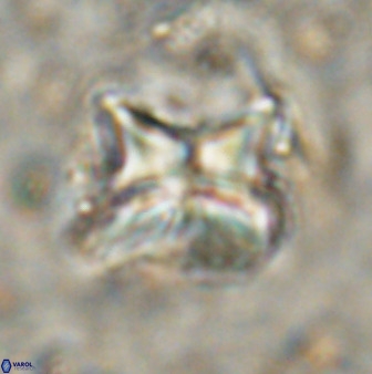 Heliolithus riedelii 50049