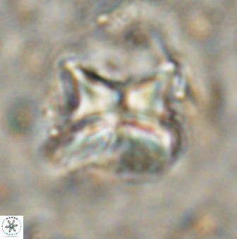 Heliolithus riedelii 50049