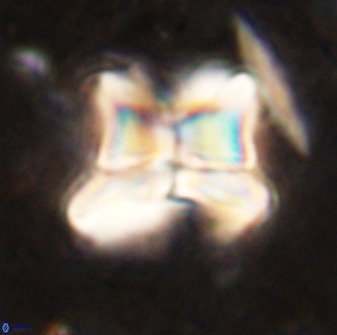 Heliolithus riedelii 50052