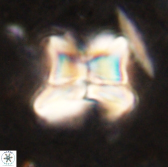 Heliolithus riedelii 50052