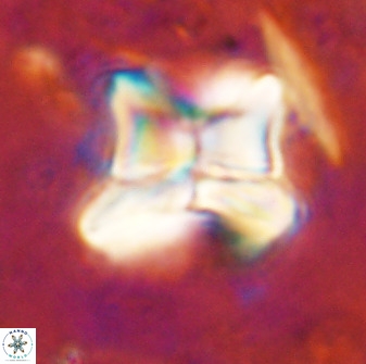 Heliolithus riedelii 50053