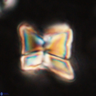 Heliolithus riedelii 54360