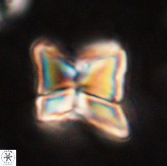 Heliolithus riedelii 54360