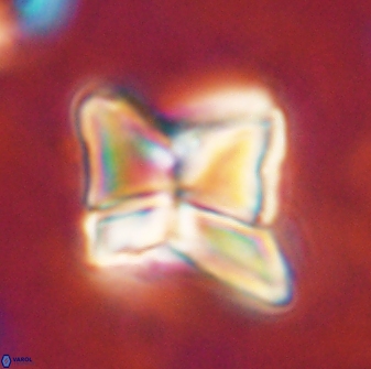 Heliolithus riedelii 54361