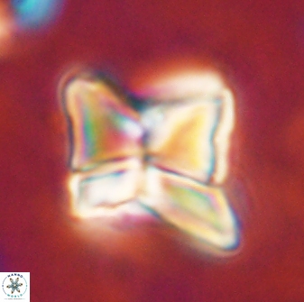 Heliolithus riedelii 54361
