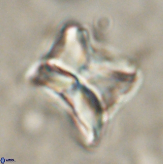 Heliolithus riedelii 54367