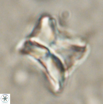 Heliolithus riedelii 54367