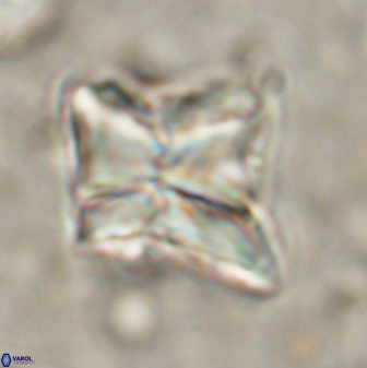 Heliolithus riedelii 54368