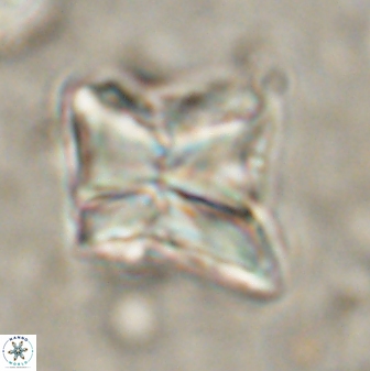 Heliolithus riedelii 54368