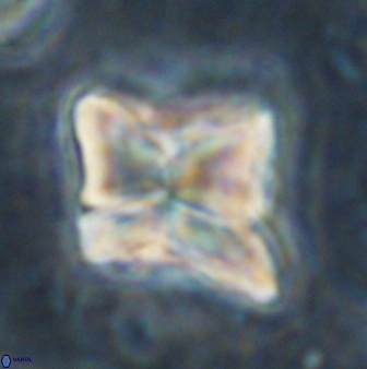 Heliolithus riedelii 54369