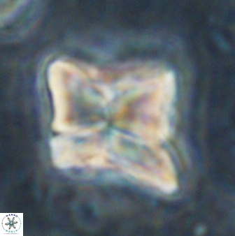 Heliolithus riedelii 54369