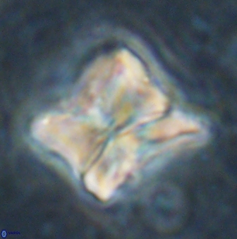 Heliolithus riedelii 54371