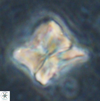 Heliolithus riedelii 54371