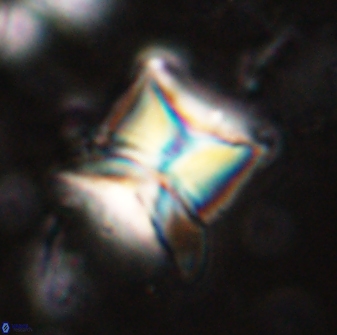 Heliolithus riedelii 54372