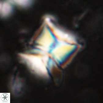 Heliolithus riedelii 54372