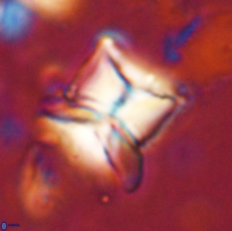 Heliolithus riedelii 54373