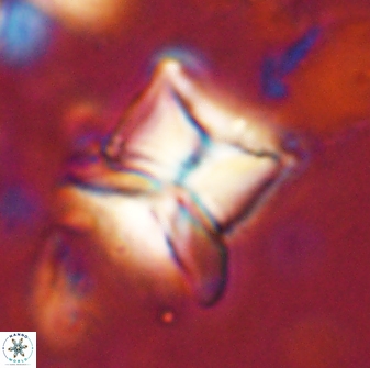 Heliolithus riedelii 54373