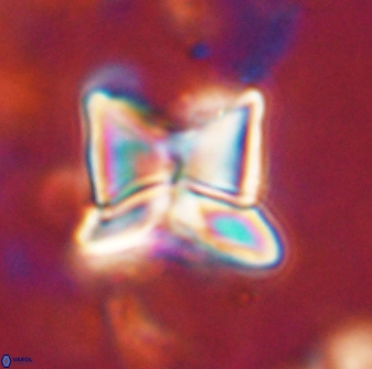 Heliolithus riedelii 54374
