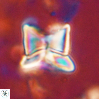 Heliolithus riedelii 54374