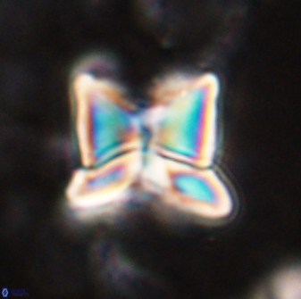 Heliolithus riedelii 54375