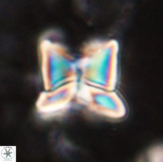 Heliolithus riedelii 54375