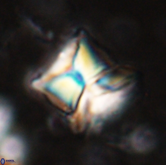 Heliolithus riedelii 54376
