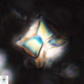 Heliolithus riedelii 54376