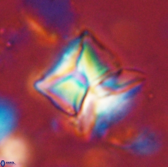 Heliolithus riedelii 54377
