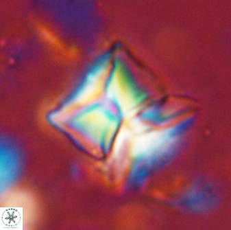 Heliolithus riedelii 54377