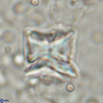 Heliolithus riedelii 54378