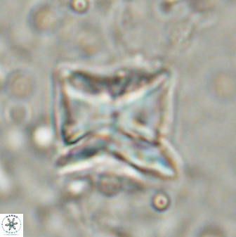 Heliolithus riedelii 54378