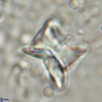 Heliolithus riedelii 54379