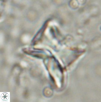 Heliolithus riedelii 54379