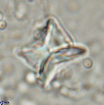 Heliolithus riedelii 54380