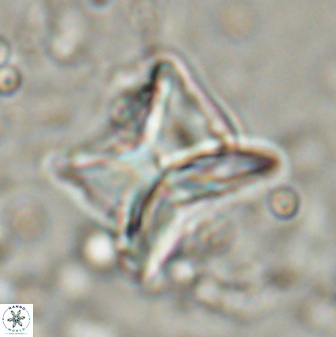 Heliolithus riedelii 54380