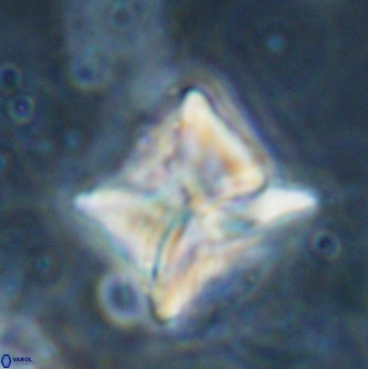 Heliolithus riedelii 54381