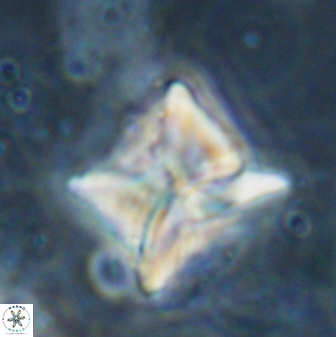 Heliolithus riedelii 54381