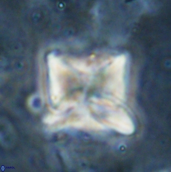 Heliolithus riedelii 54382