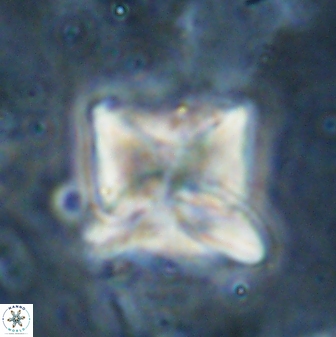 Heliolithus riedelii 54382