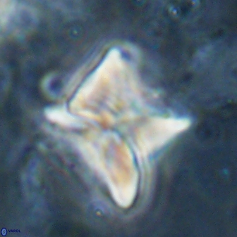 Heliolithus riedelii 54383